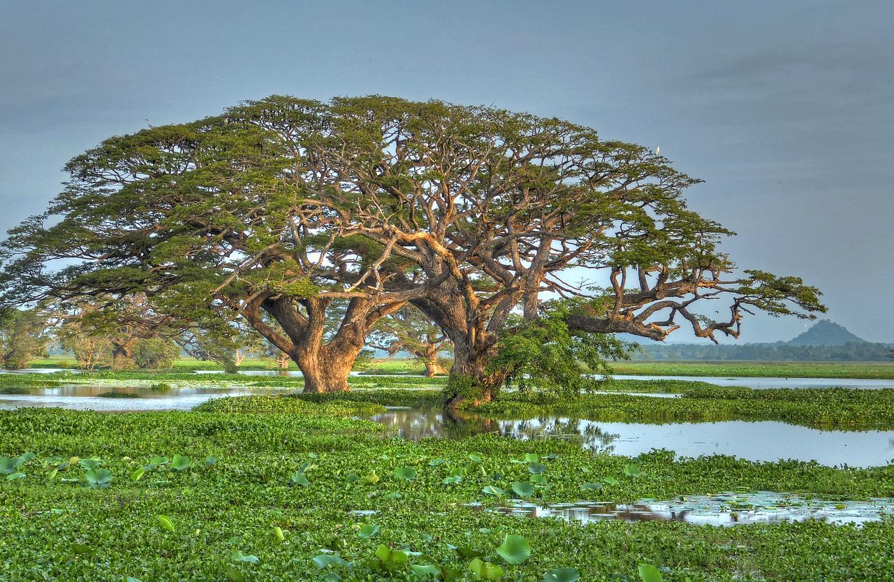 Hotel Rain Tree By Oak Ray Tissamaharama Zewnętrze zdjęcie