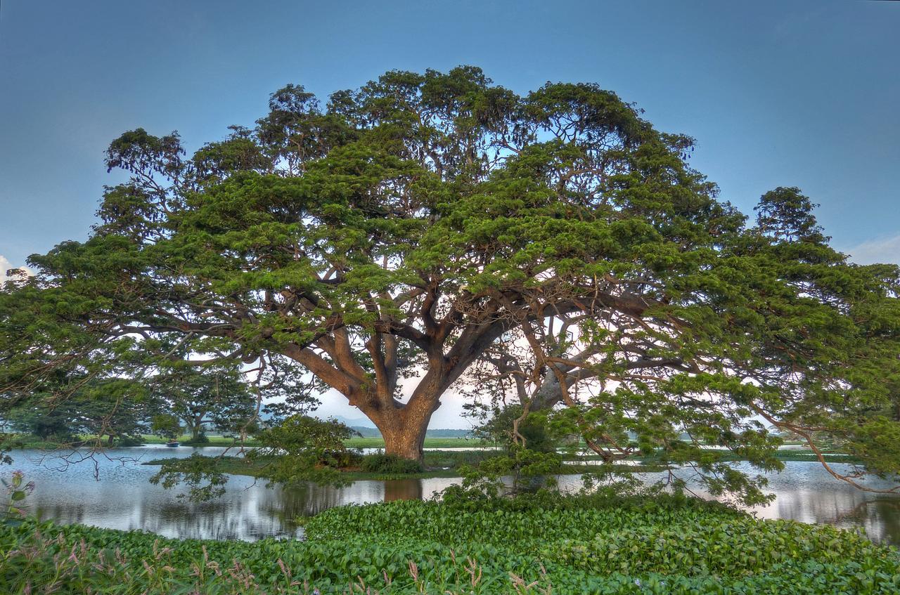 Hotel Rain Tree By Oak Ray Tissamaharama Zewnętrze zdjęcie